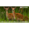 Прицел цифровой VEBER DIGITALHUNT R44X6-48 LRF ночной